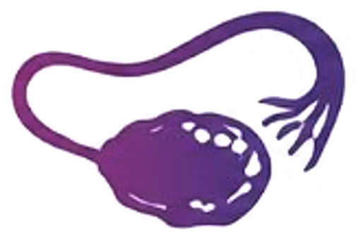 Beef Ovary illustration