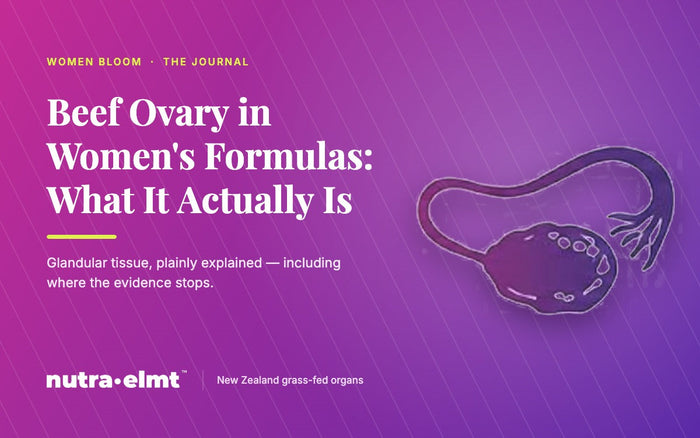 Beef ovary illustrated on a magenta-to-purple gradient for the Women Bloom Journal article explaining what bovine ovary is in a women's beef organ supplement