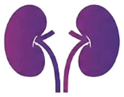 Beef Kidney illustration