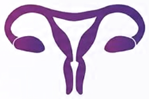 Beef Uterus illustration